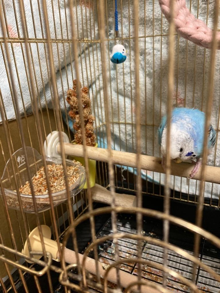 とりっぴーオリジナル 厳選ブレンド(シードミックス) 600g 文鳥、セキセイインコ〜オカメインコ :467-357-680:とりっぴー小鳥用品専門店  - 通販 - Yahoo!ショッピング