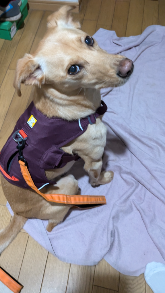 レビュー画像