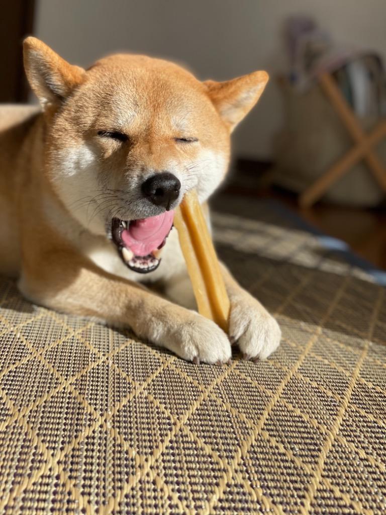 犬用おやつ マウンテン 3本入り S おやつ はみがき クリックポスト グッズ ストレス解消 セット チーズ チーズスティック デンタルケア ハード ハードチーズ ペット 乾燥チーズ 持ち歩き 持ち運び 歯みがき 歯磨き 犬 犬おやつ 犬のおやつ 犬の歯磨き 犬オヤツ 送料無料