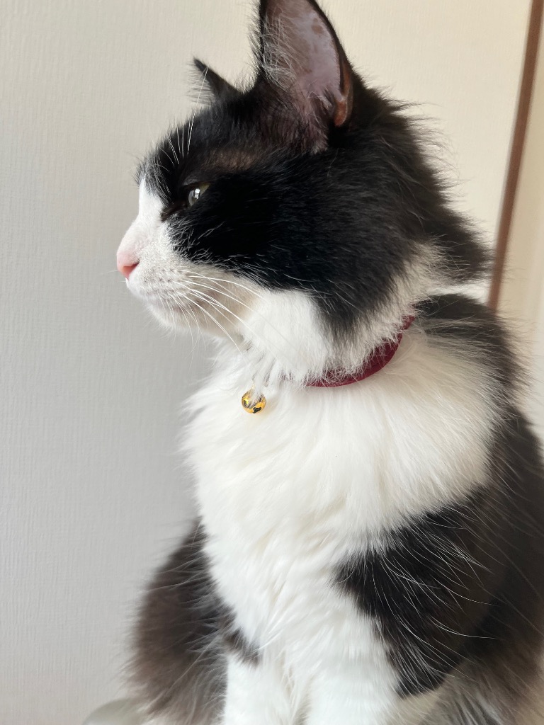 全体のレビュー画像 | 1-0