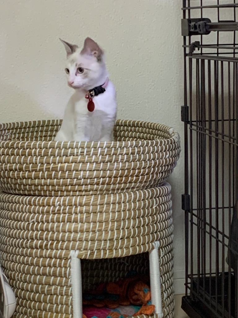 全体のレビュー画像 | 2-1