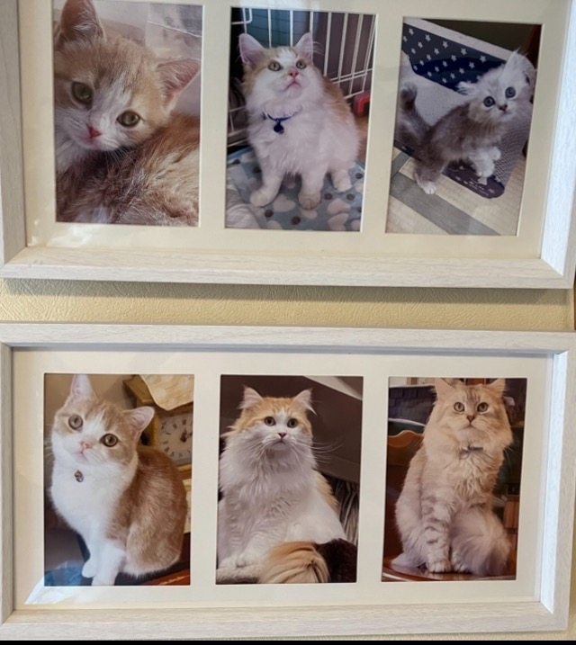 全体のレビュー画像 | 1-0