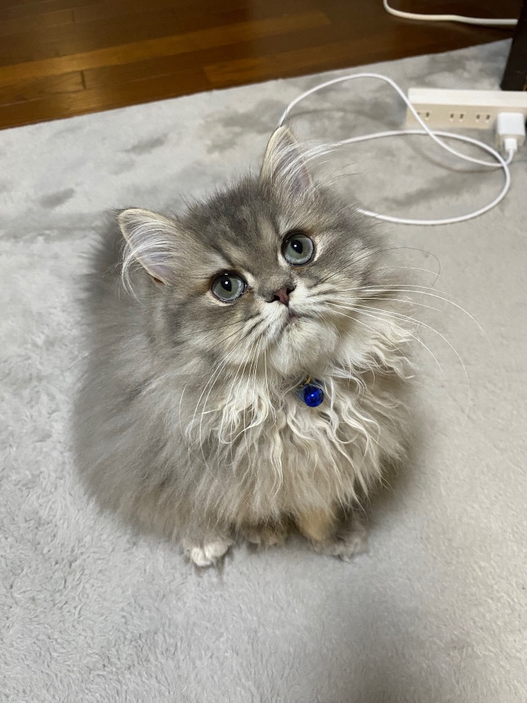 全体のレビュー画像 | 2-0