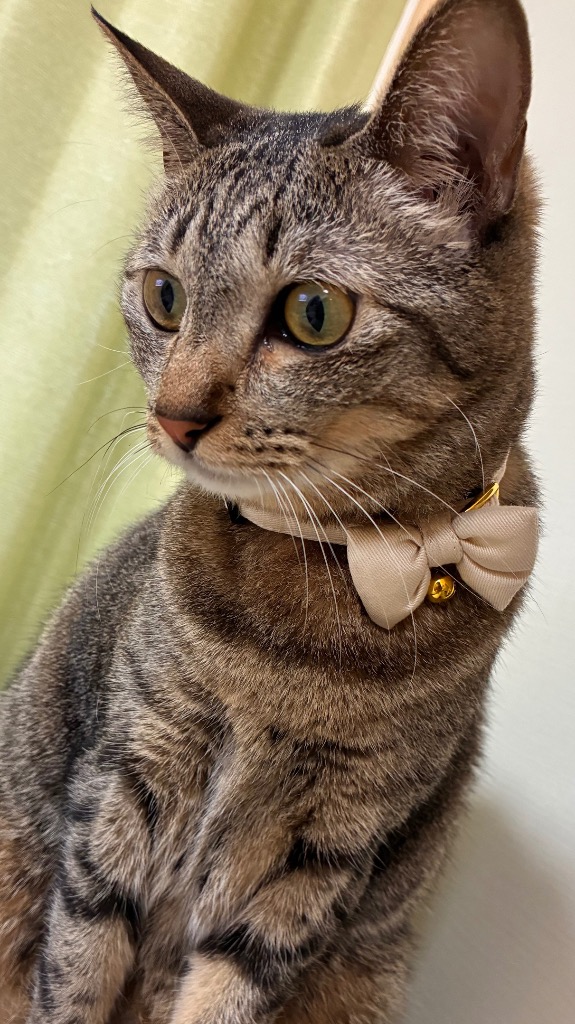 猫 首輪 おしゃれでかわいい (twillキャットカラー) : tree