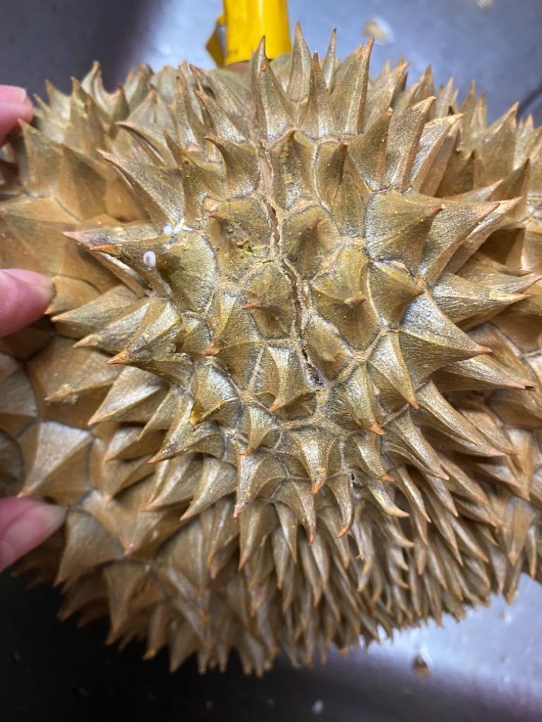 タイ産ドリアン Mサイズ 約2.0kg〜2.5kg 4玉入り（モントーン種