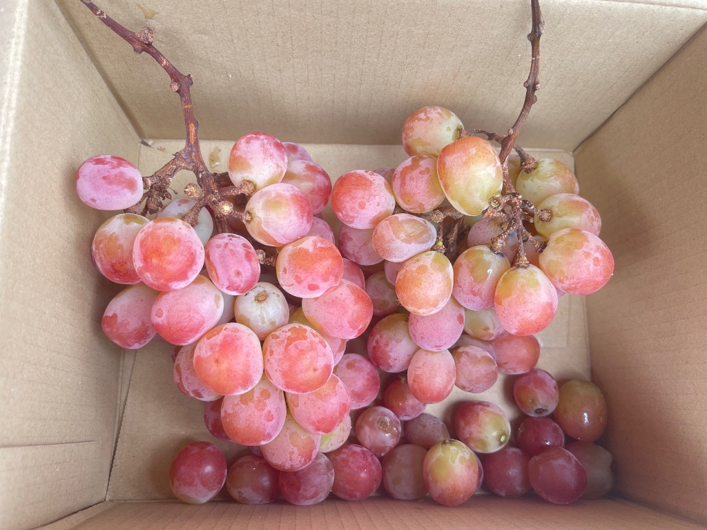 新品種 サンシャインレッド 山梨県オリジナル ぶどう 山梨県産