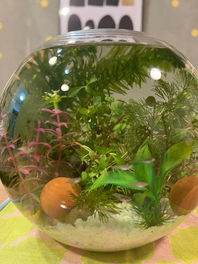 【専用】宮村(アクアリウム多数販売)様 Amazon | GEX AQUARIUM グラスアクア スフィア 水草 多肉植物