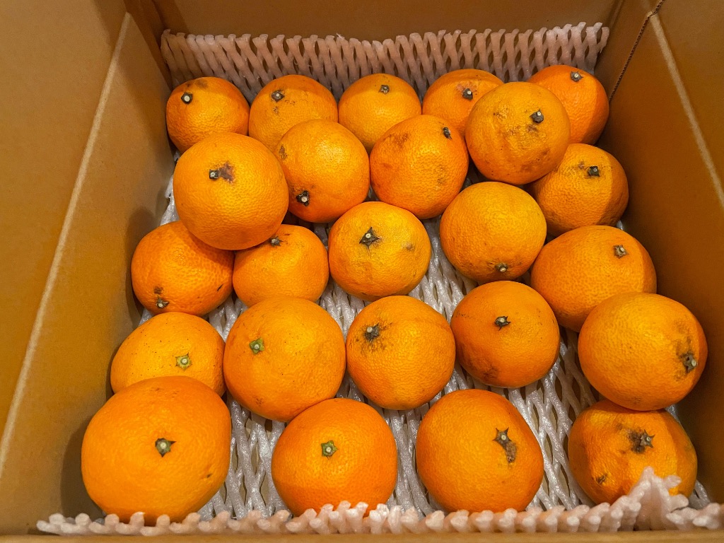 福袋】 初売り 処分市 訳あり 紅まどんな プリンセスまどんな 3kg