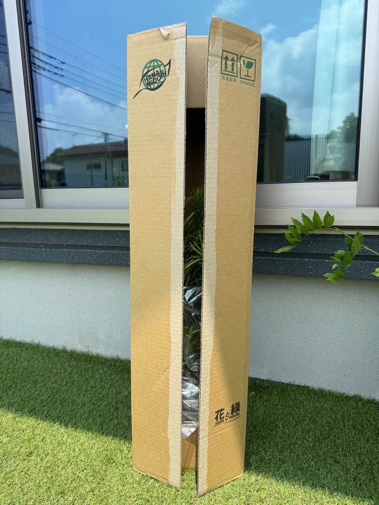 イヌマキ 樹高0.7m前後 10.5cmポット （10本セット）（送料無料） 苗