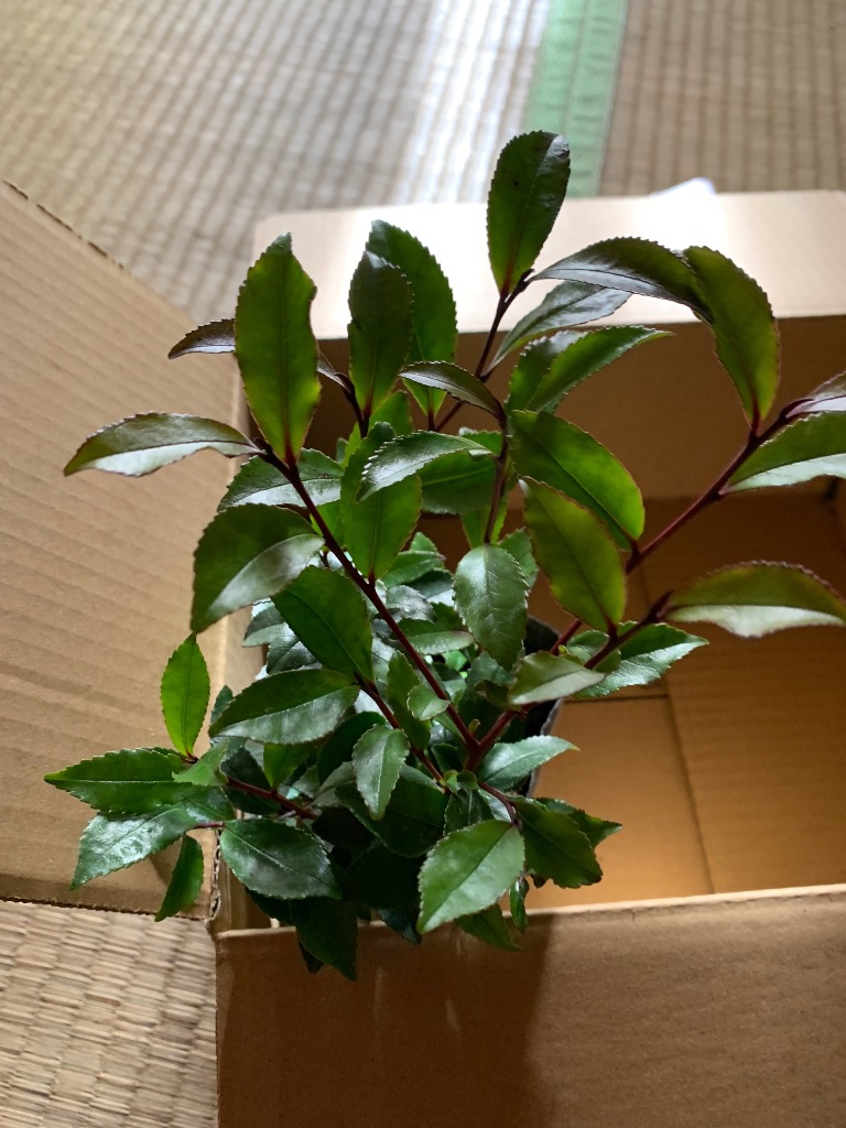 ヒサカキ 樹高0.3m前後 10.5cmポット （ 単 品 ） 苗 植木 苗木 : 花と