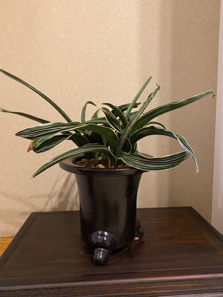 植木鉢　陶器　楽風オモト鉢_7号W220xD220xH205ミリ