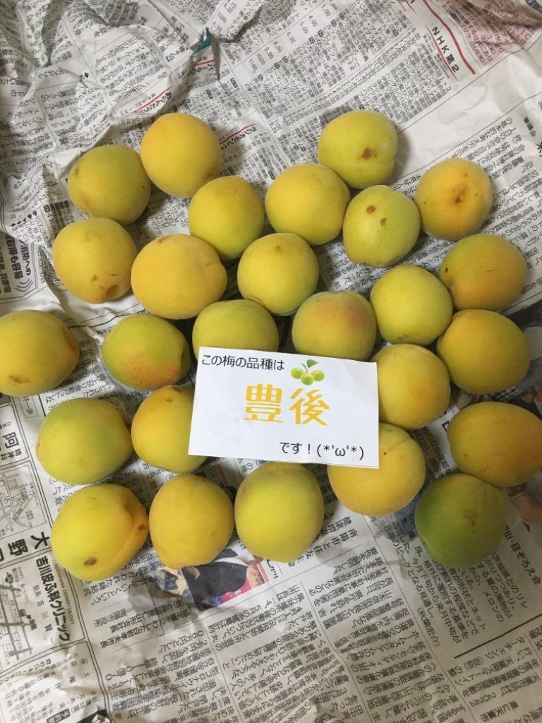 即日発送実施中！】山形県産 加工用 青梅 1kg : 竹城青果 - 通販
