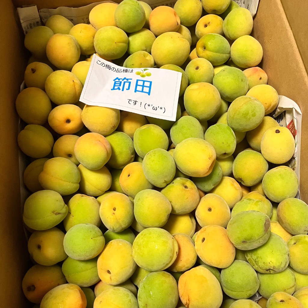 即日発送実施中！】山形県産 加工用 青梅 5kg : 竹城青果 - 通販