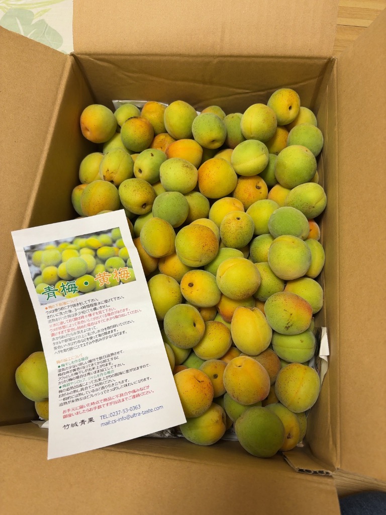 青梅5キロ（箱込み）　6月7日（土）収穫　サイズはL以上 収穫当日出荷！家庭用 和歌山 南高梅 青梅 L~3L 5キロ(箱込み