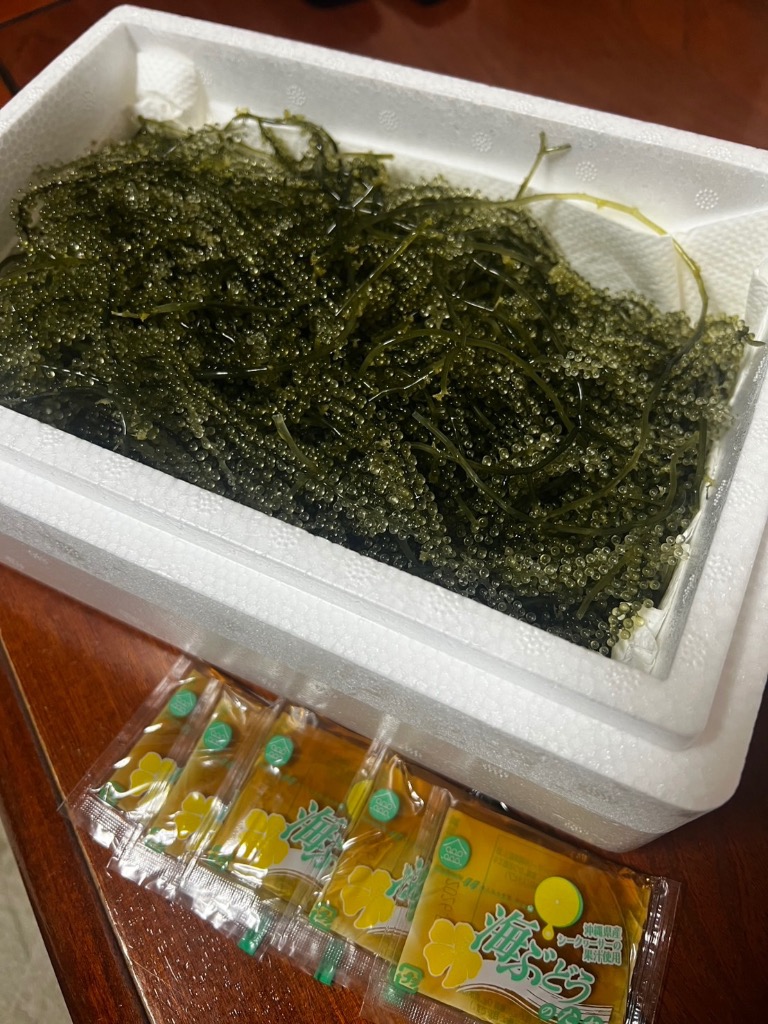 生！海ぶどう500g (茎付き)タレ付き☆生産者が送る“鮮度抜群”海ぶどう