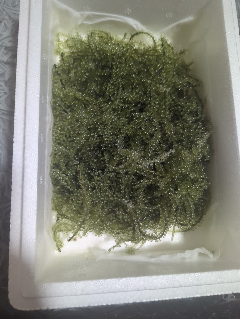 衝撃価格】一週間限定！鮮度抜群！やんばる産海ぶどう茎なし特A品