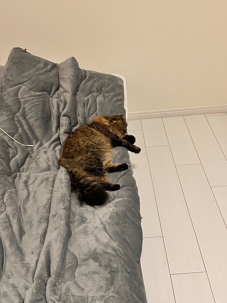 全体のレビュー画像 | 5-0