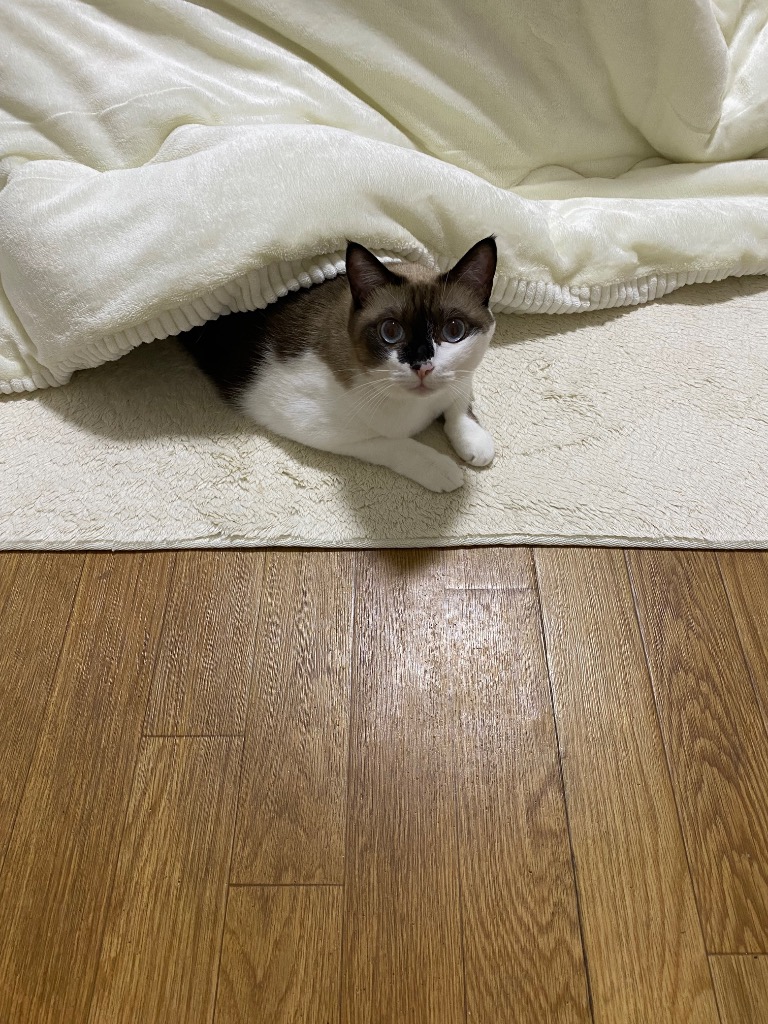 全体のレビュー画像 | 0-0