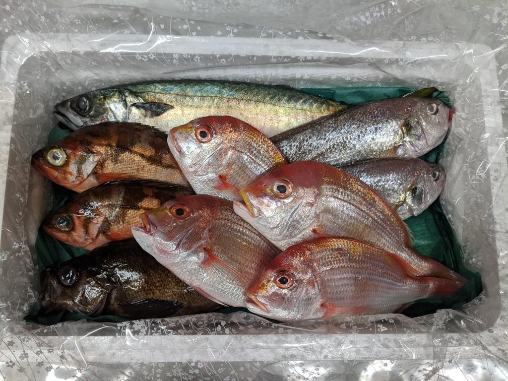 厳選 日本海の鮮魚セット「海におまかせ・大漁箱 ちょっと贅沢編」 大