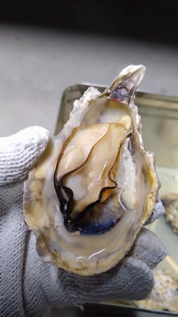 全体のレビュー画像 | 3-3