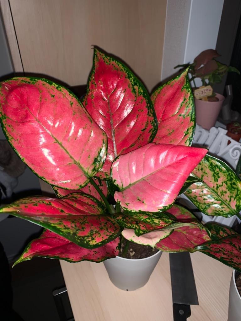 アグラオネマ ビューティー 4号 Aglaonema Beauty おうち時間 おしゃれ かわいい アートプランツ インテリア グリーン プレゼント リョクチク レア 希少 植物 珍しい 珍奇 珍奇植物 観葉 観葉植物 爆買い Aglaonema