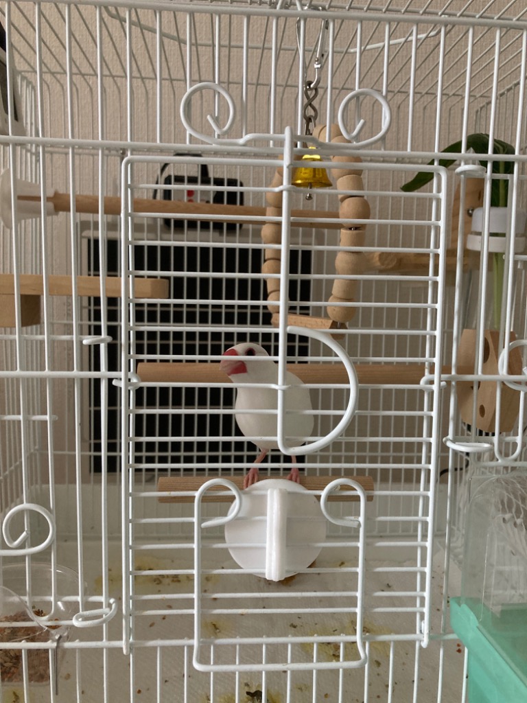 ホーエイ　鳥かごHOEI R440(M)白塗装 HOEI 丸い鳥かご R440(M) 白塗装 : アクアペットサービス ヤフー