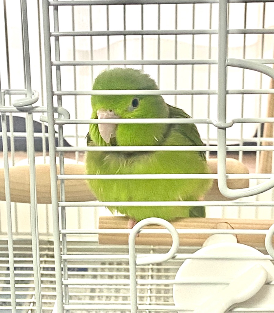 大きいサイズ　HOEI インコ 手のり ホワイト HOEI 鳥かご HOEI ミレニアム手のりP ホワイト （34×24
