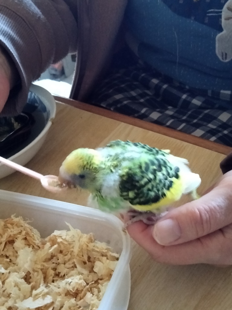 レビュー画像
