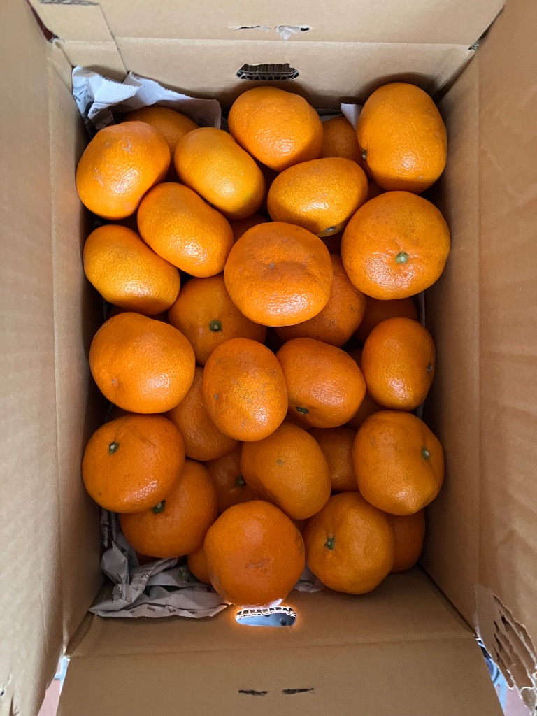 みかん 箱買い 興居島みかん 興居島 みかんの島 2S〜2L 家庭用 約5kg