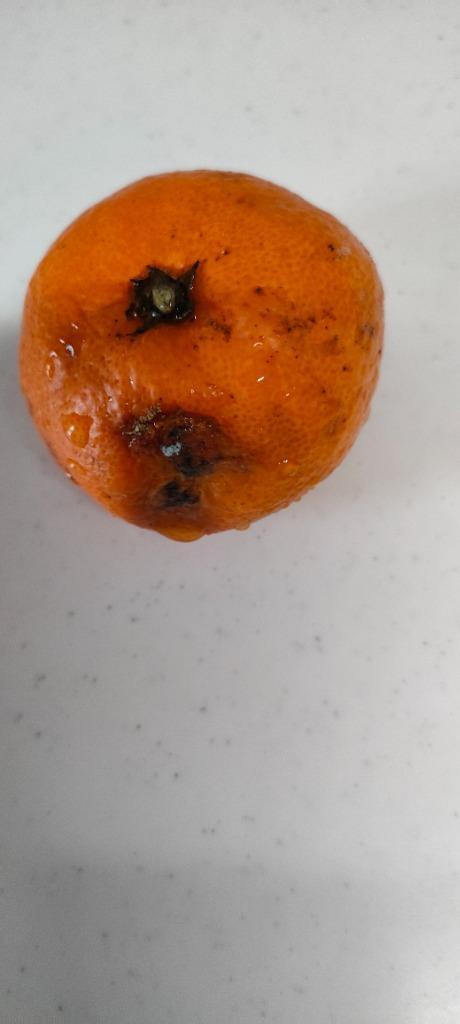 全体のレビュー画像 | 2-1