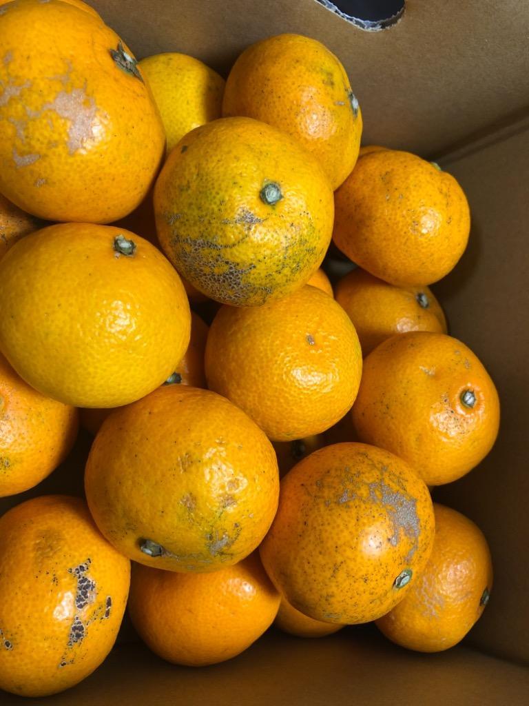 全体のレビュー画像 | 3-0