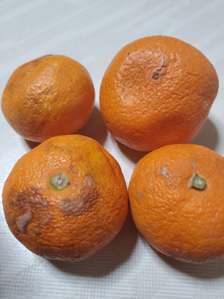 全体のレビュー画像 | 3-0