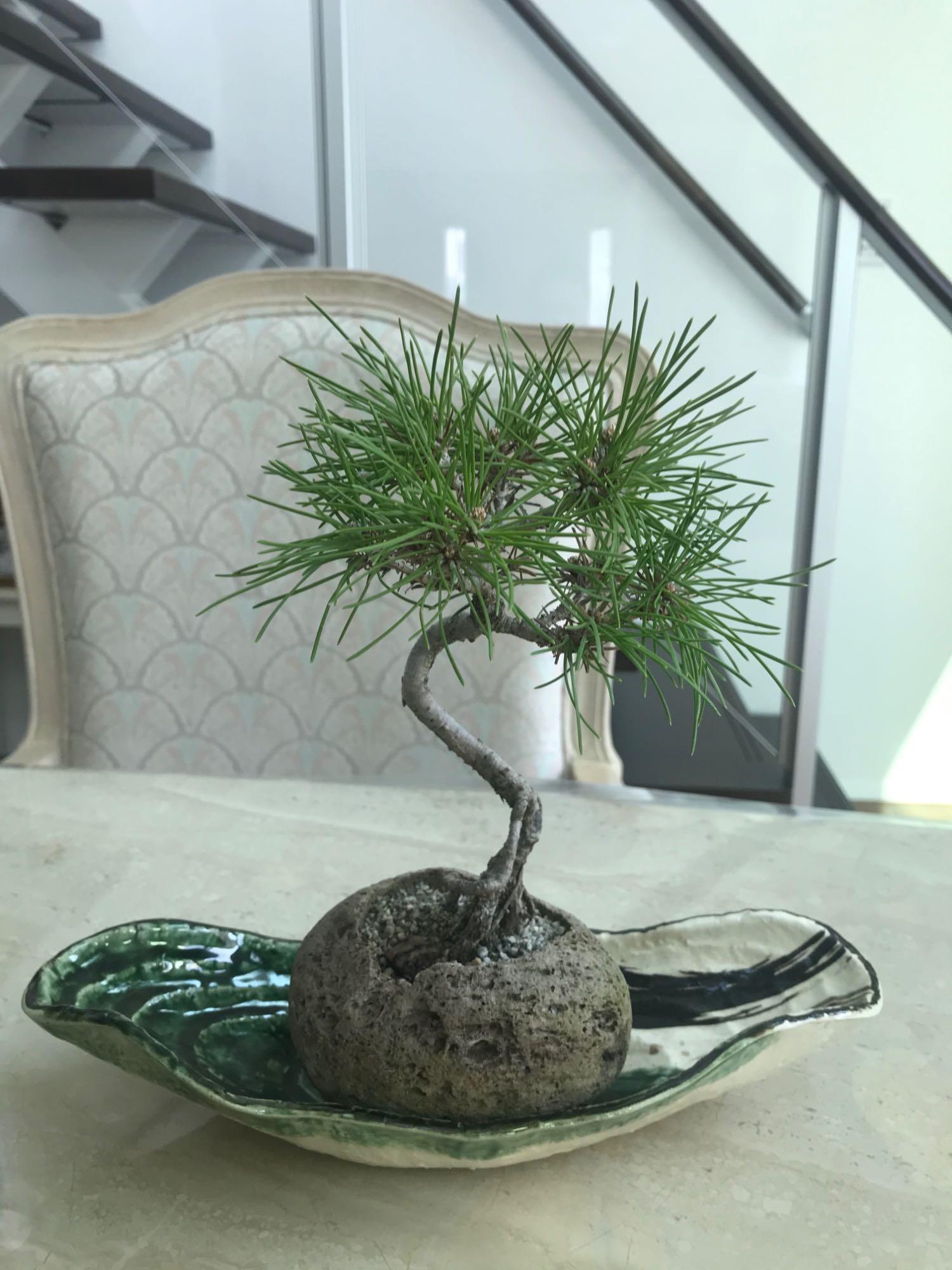 黒松 軽石 盆栽 bonsai : 盆栽ショップ わびさび Yahoo!店 - 通販