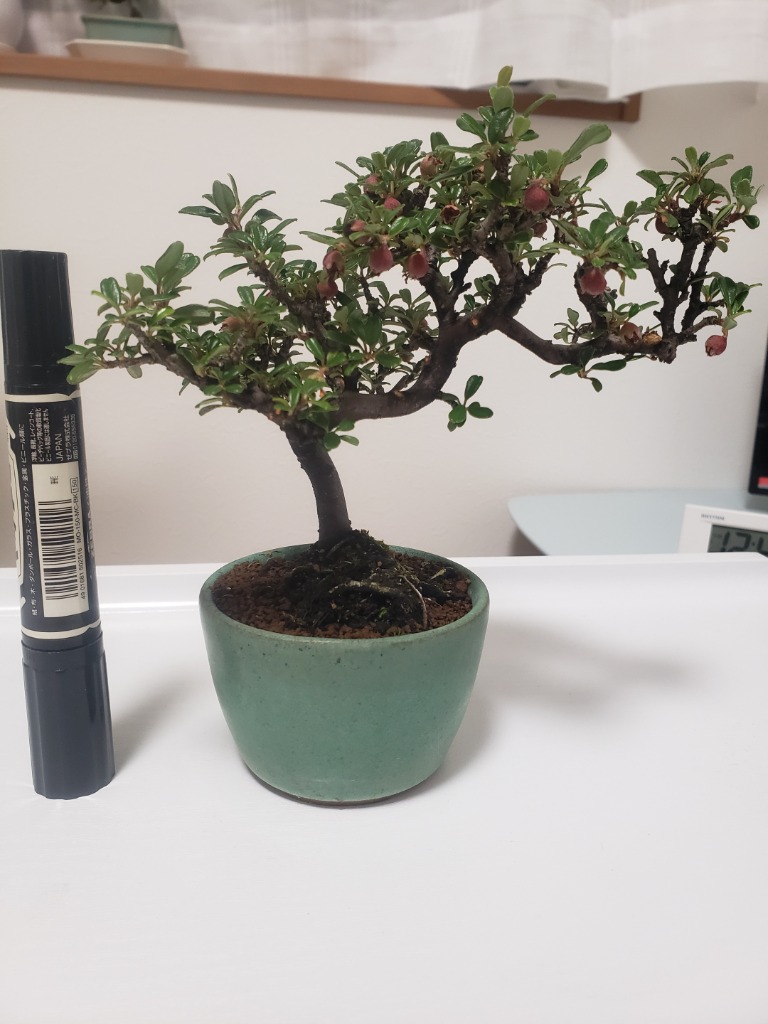 大実紅紫檀（ベニシタン、べにしたん）盆栽 bonsai 送料無料