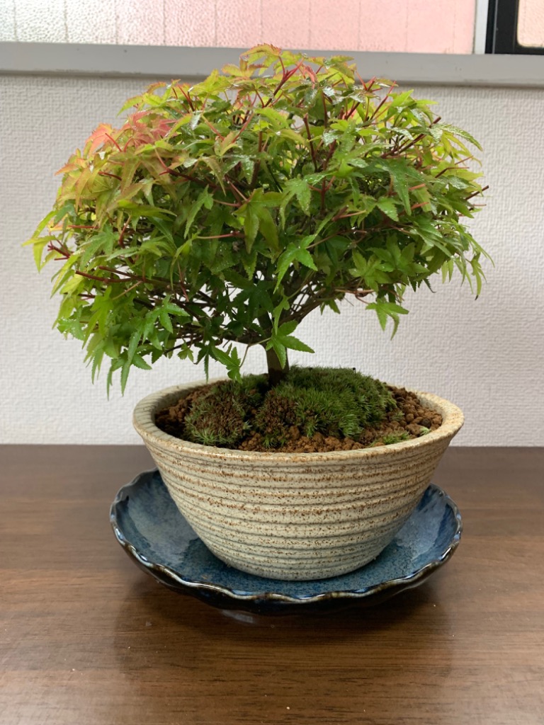 清姫もみじ 小品盆栽 信楽焼高級鉢 bonsai 送料無料 : 盆栽