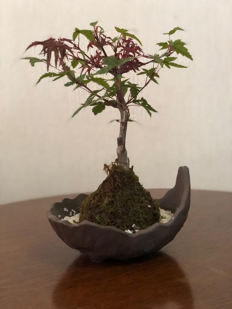 もみじ苔玉 盆栽 室内 初心者 癒し ミニ盆栽 おしゃれ ミニ観葉 ギフト