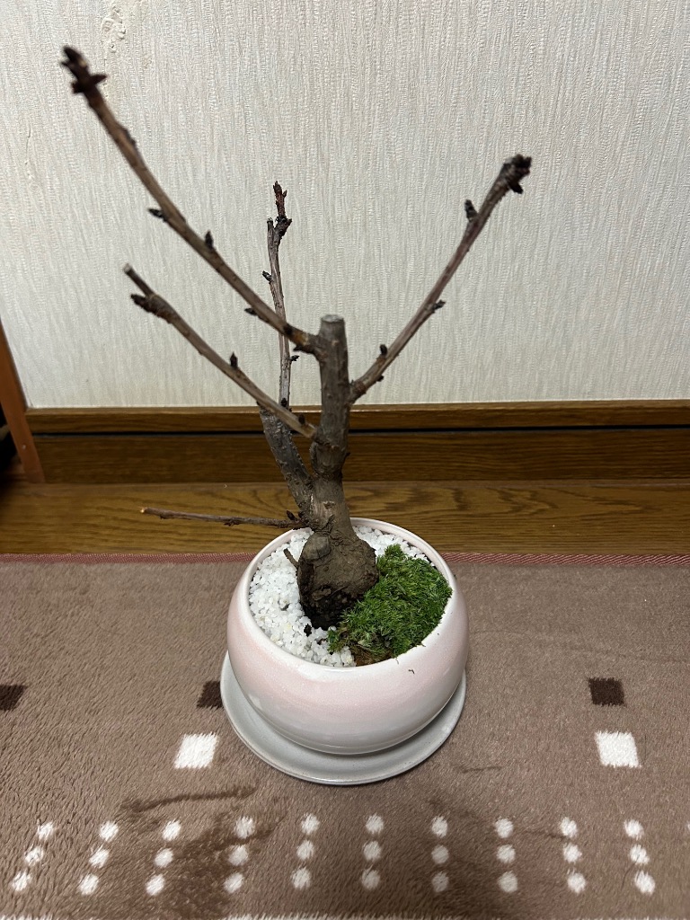 全体のレビュー画像 | 3-0