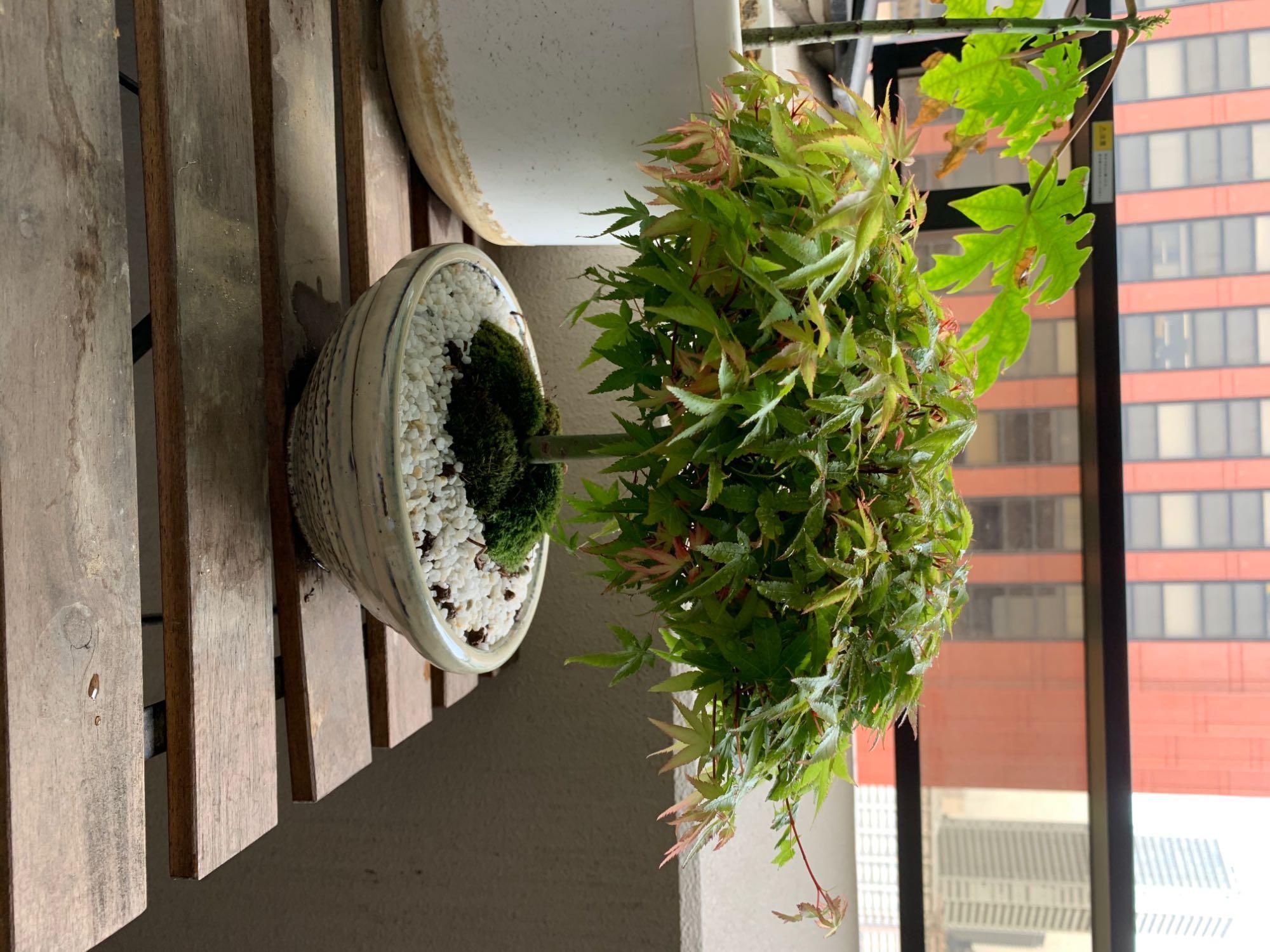姫蘇鉄　盆栽　変形　希少 71610-2-