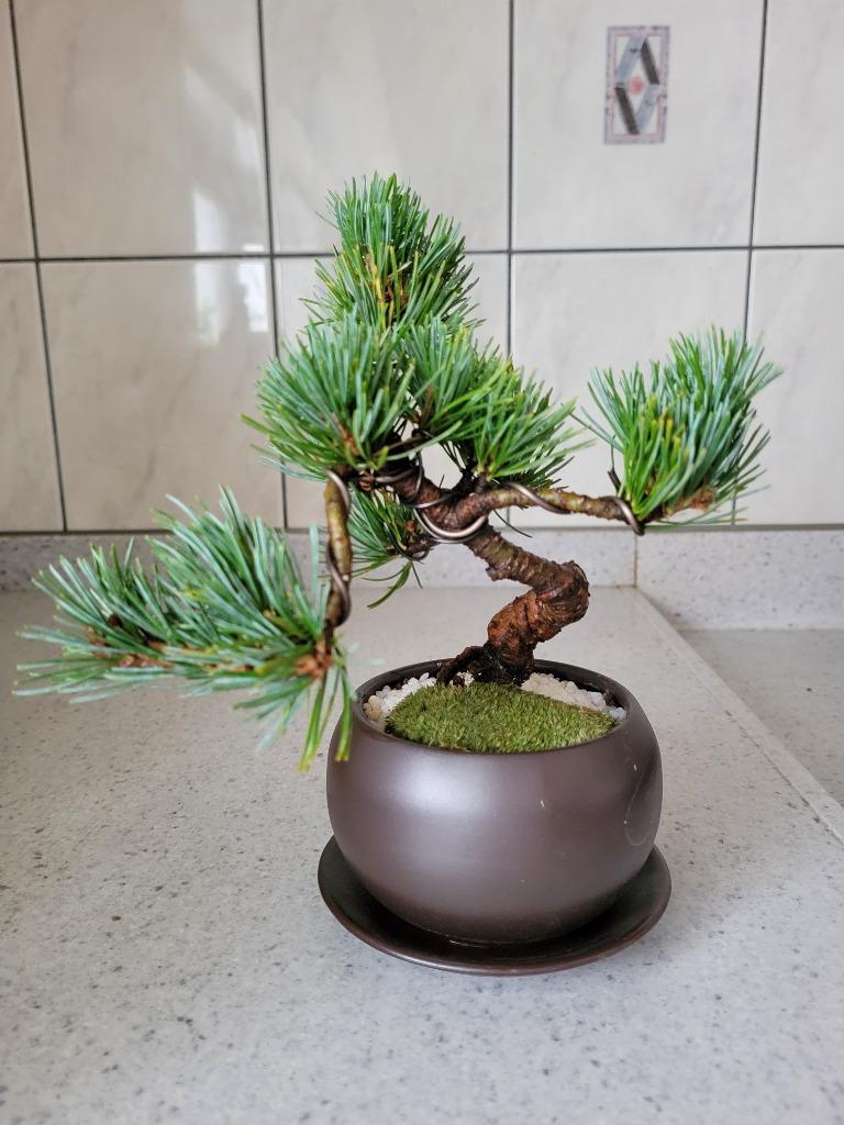 盆栽　五葉松　樹高40cm Amazon | 盆栽妙 風格ある五葉松 松の盆栽 幅22cm×樹高27cm | 盆栽