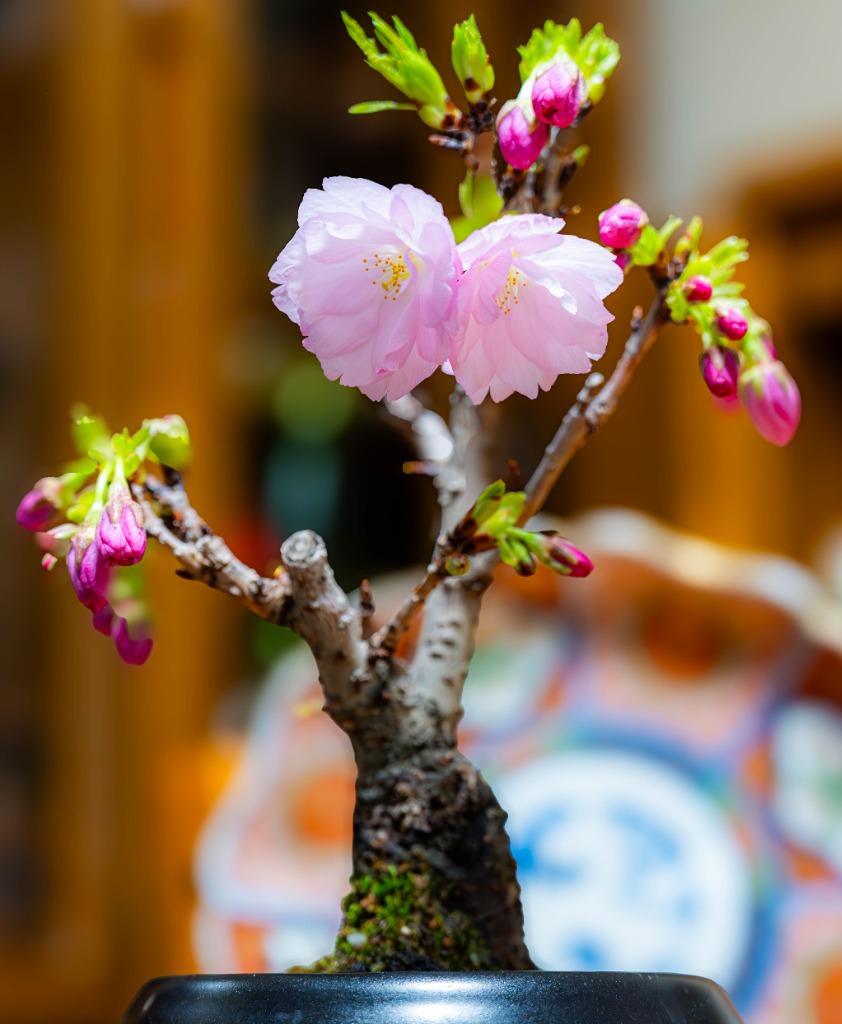 樱花Cherry blossoms 黄金妞Hildewintera - 花梦网花梦花园彩草