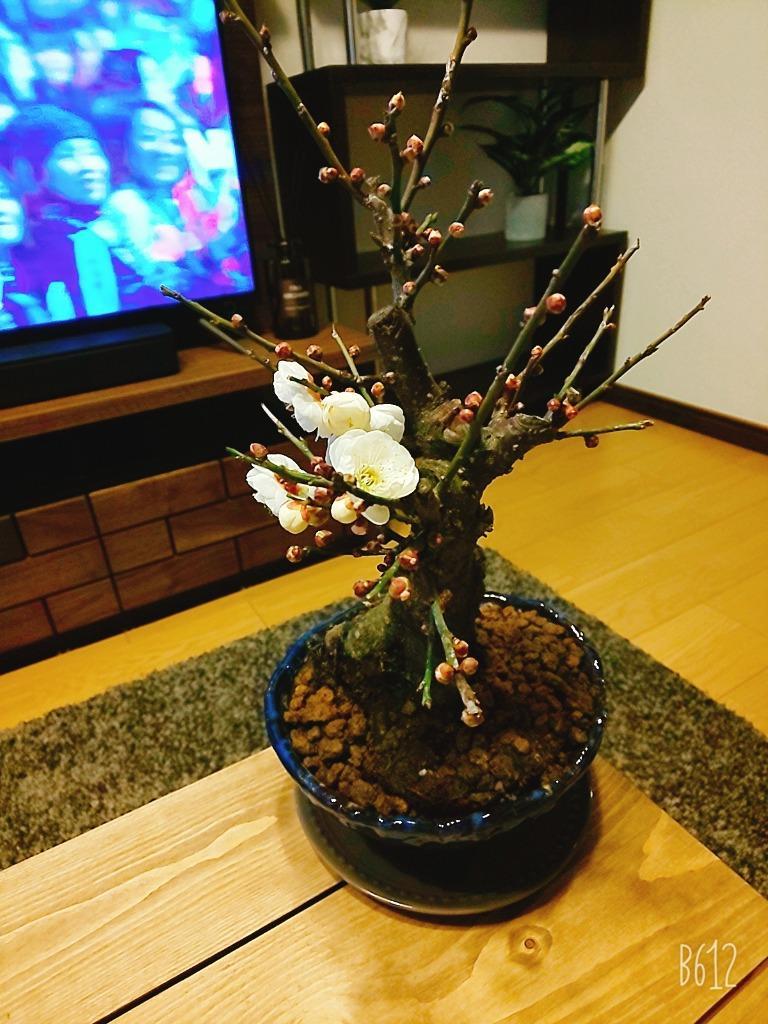 盆栽 梅 一級品 玉牡丹 1月開花 白梅 ミニ 室内 初心者 おしゃれ 盆栽 梅 一級品 玉牡丹 1月開花 白梅 ミニ 室内 初心者 おしゃれ