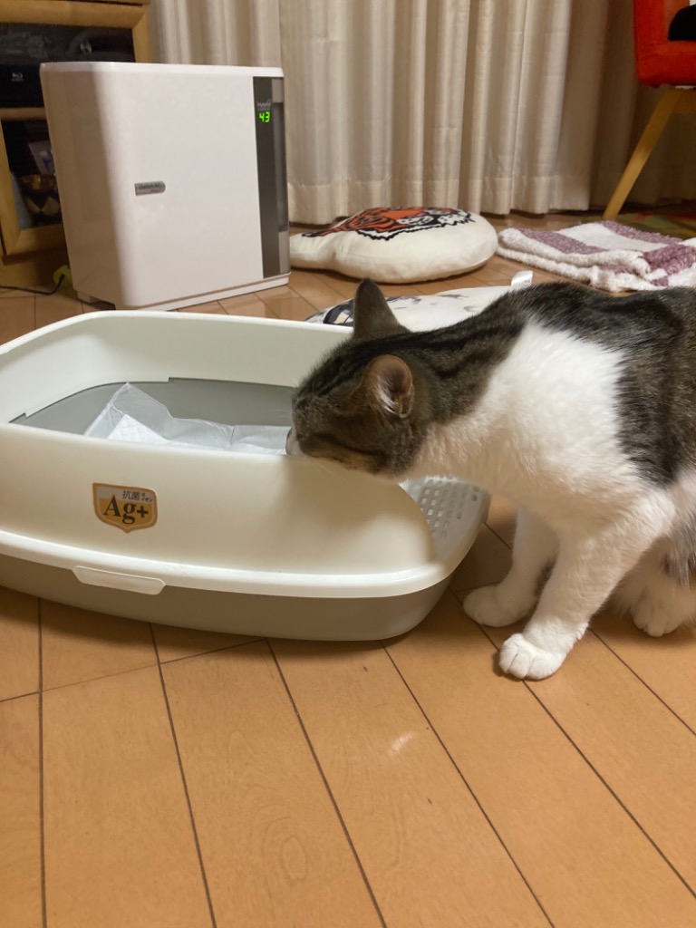 レビュー画像