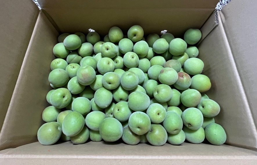 青梅 南高梅 5kg 2Lサイズ 秀品 直送 梅干し 梅酒 梅シロップ