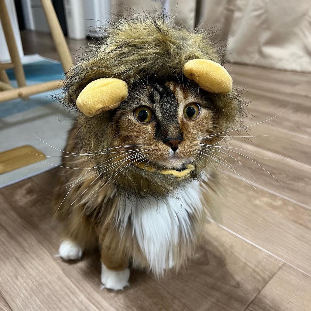 ねこ かぶりもの ライオン たてがみ 帽子 コスプレ 変身 かつら かわいい 猫 小型犬 被り物 ウィッグ ペット グッズ 仮装 ねこちゃん 人気 y4  :otd-081:ウォールステッカー本舗 - 通販 - Yahoo!ショッピング