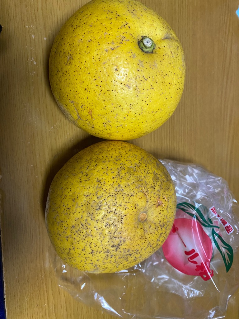 いっとパール柑 20kg パール柑【熊本県産】約10kg 14〜30玉入 柑橘 くだもの 果物