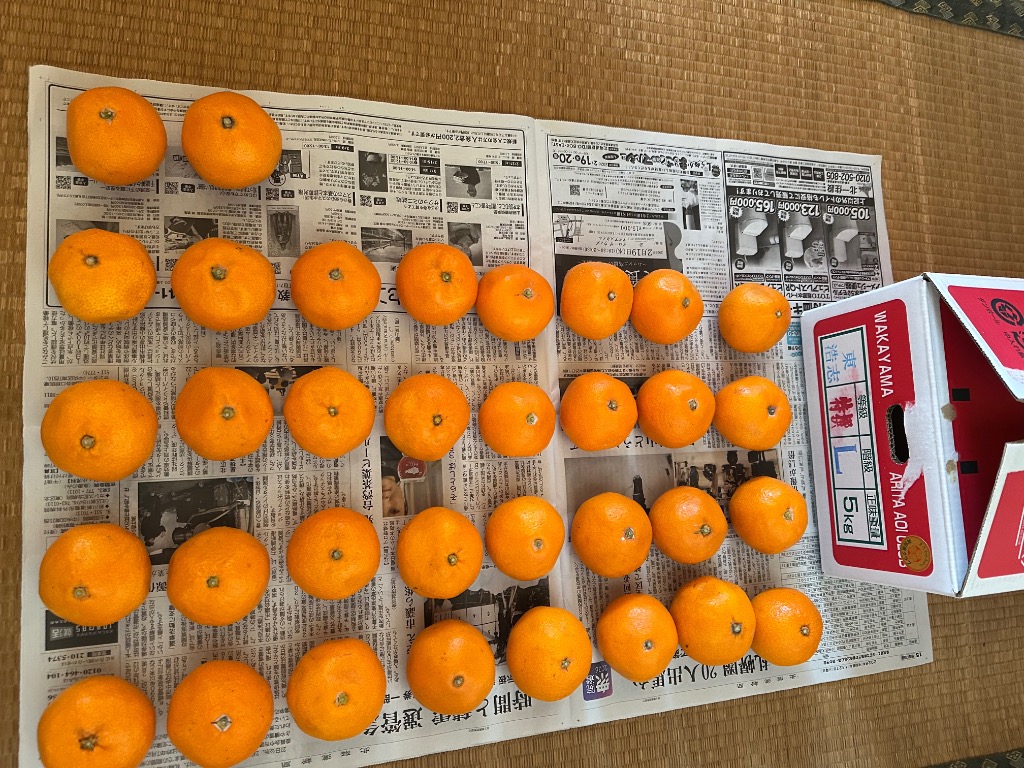 樹熟有田みかん 約5kg M〜2Lサイズ 和歌山県産 葵クラブ生産 新品種の