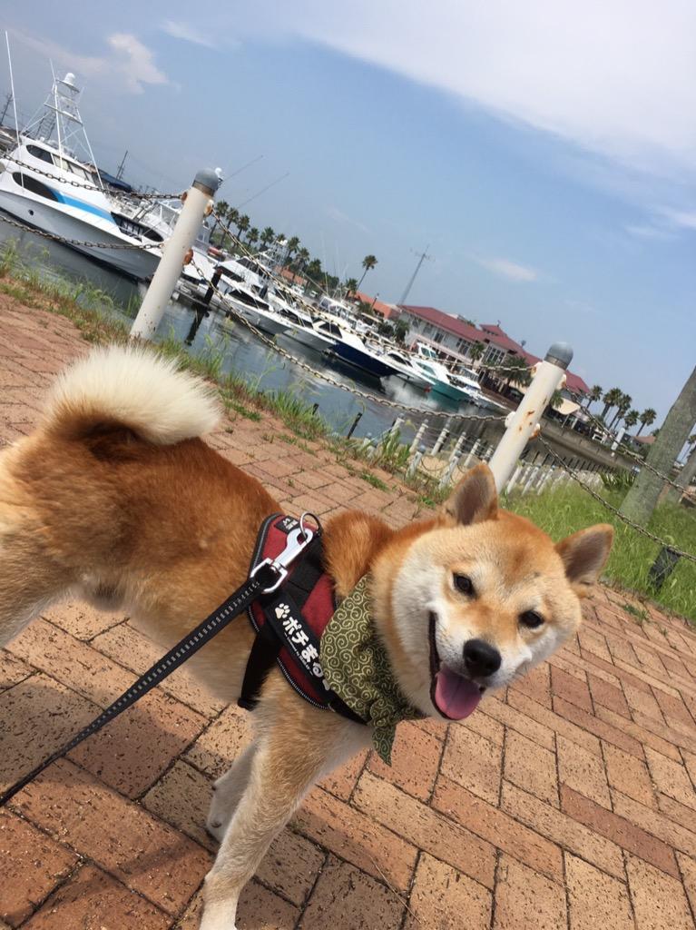 全体のレビュー画像 | 10-0