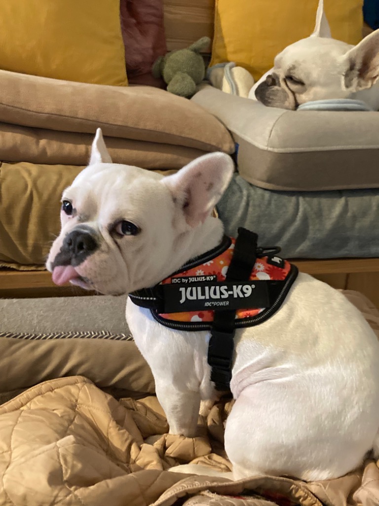 全体のレビュー画像 | 1-0