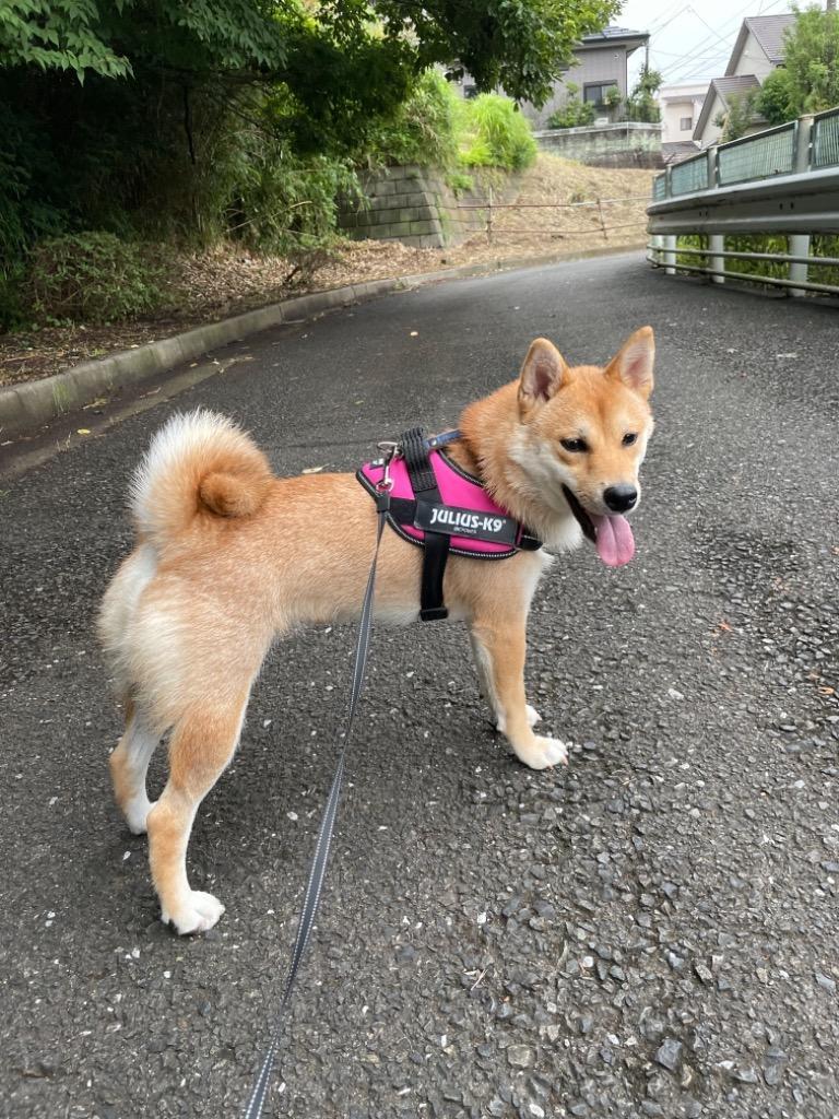 8件目のレビュー画像 | 0