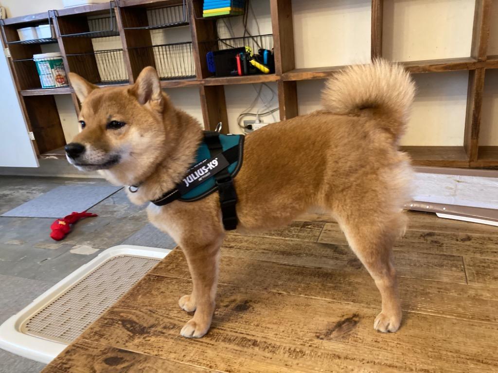 全体のレビュー画像 | 5-0